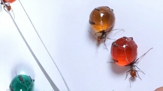 نملة الجوهرة، تشبه الحلوى