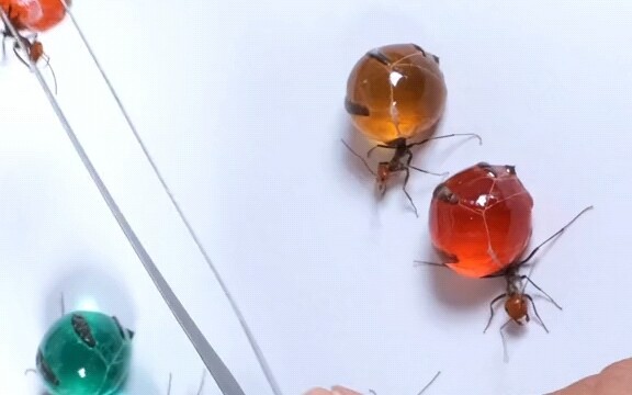 Gem Ants, Like Candy