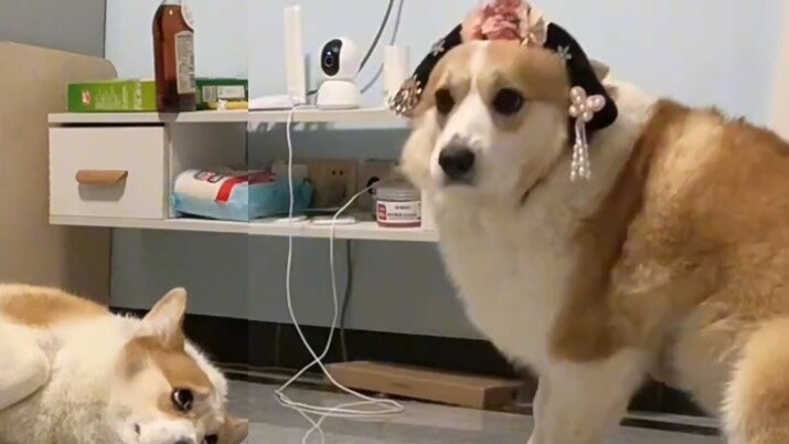 Corgi said: I was so scared at the time! !