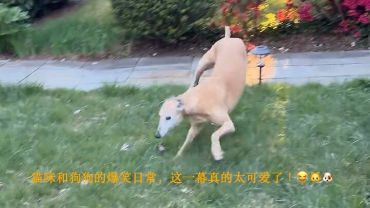猫咪和狗狗的爆笑日常，这一幕真的太可爱了！😂🐱🐶