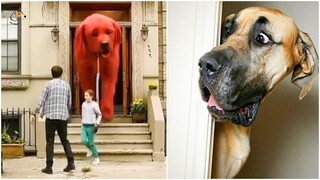 Attack Of The Funny Dogs || The Best Videos About Dogs #15