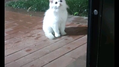 Does this face even deserve a bite of Ab’s food? (Caring for stray animals)