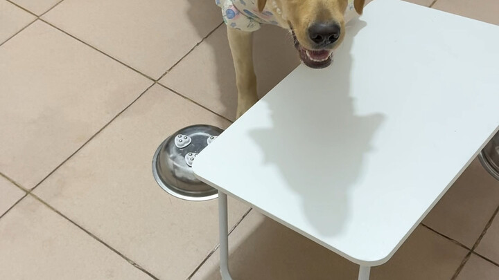 Chó: Hôm nay bát này dài chân quá nhỉ? #CuộcSốngHàngNgàyCủaLabrador #NgườiNuôiChó #NiềmVuiKhiNuôiChó