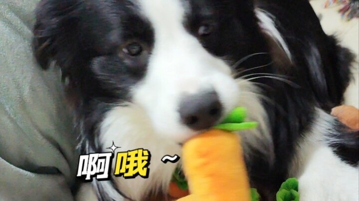 Những từ cảm thán mới học của cún con dễ thương quá! Phát ra tiếng kêu chói tai như nổ vậy!