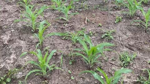 jagung hibrida