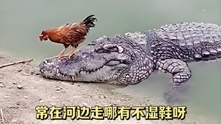 Cá sấu: Loài người các ngươi thật độc ác!