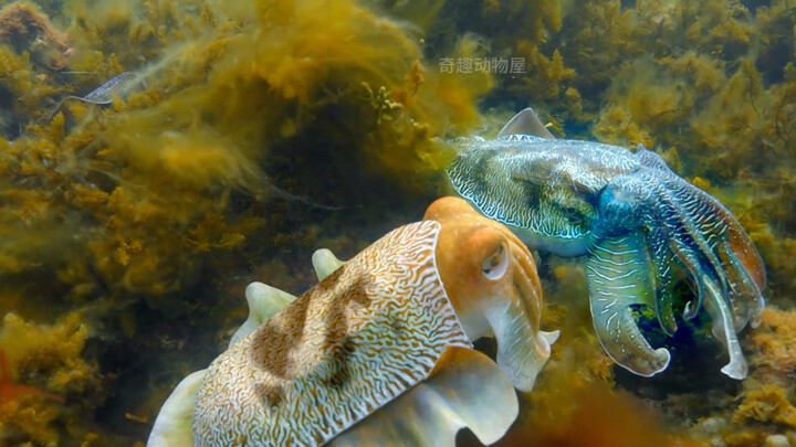 “นี่มันปีศาจวัวเลยนะ!”