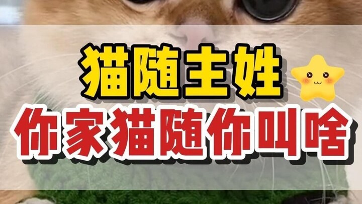 No more worries about naming your cat! See what surname your cat should have based on yours!