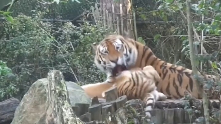 Seekor harimau jantan langka mengasuh anaknya; ia sangat kesal dengan anak harimaunya, namun tak sam