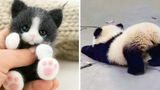 AWW สัตว์น่ารักมาก! Cutest baby animals Videos Compilation cute โมเมนต์ของสัตว์ 29