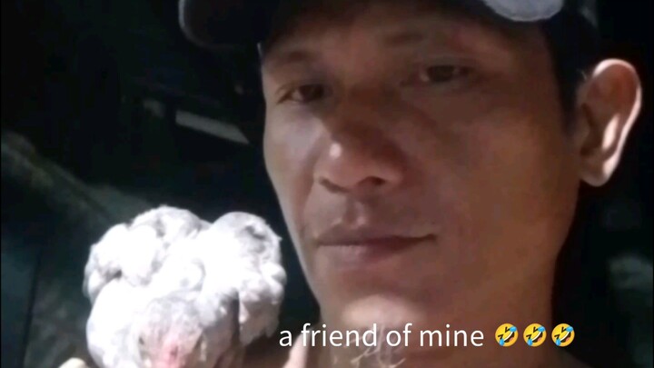 friendly chicken 😄😄