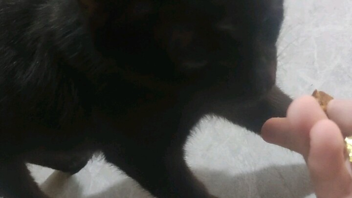 เรื่องที่มีเจ้าตัวดำเล็กๆ วิ่งเข้ามาในห้องนอน