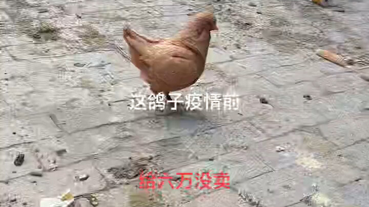 这只鸽子怎么鸡里鸡气的？