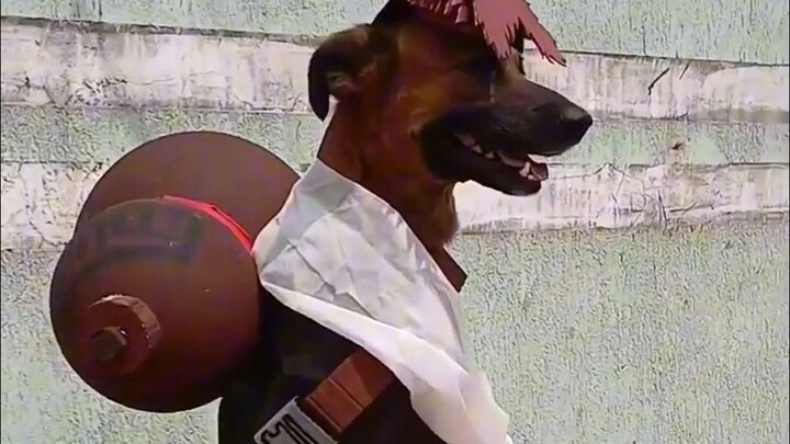 【Funny Daily Life of Earth Creatures #260】