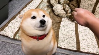 Pet a transparent Shiba Inu next to a real Shiba Inu and see how Ranmaru reacts
