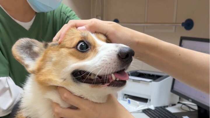 The slow-to-realize reaction of a thick-skinned puppy getting an injection