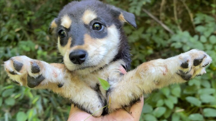 يخاف من العجل ويتسلل إلى حضن صاحبه طالبًا الحماية