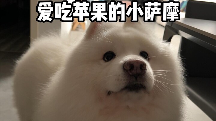 爱吃苹果的小萨摩
