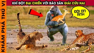 🔥 7 Trận Chiến Kinh Điển Khi Động Vật GIẢI CỨU Động Vật Cực Hiếm Gặp Trên Thế Giới | KPTV