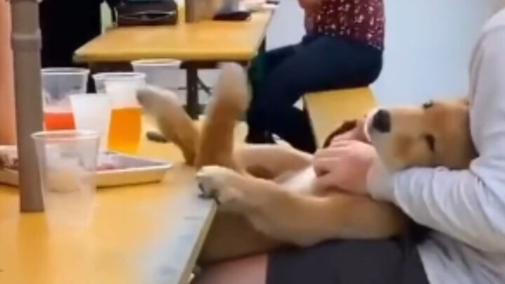 You can tell how happy a dog is just by looking at its paws!