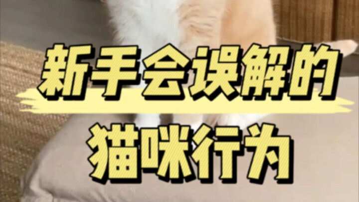 Cat Behaviors That Beginners Often Misinterpret