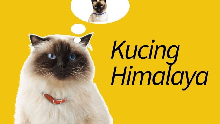 Jenis Kucing Persia Himalaya—Siapanya Kucing Siam??