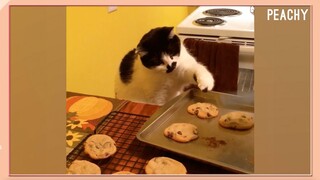 This Cooking Stealing Cat Will Make Your Day!  😹🍪 | Funny Fails | The Peachy Show Ep. 4