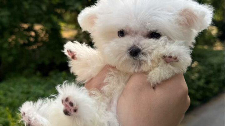 First time taking my pet to the grooming shop—what a tough ordeal!