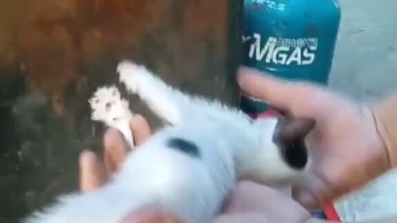 hahaha na stroke Yung pusa