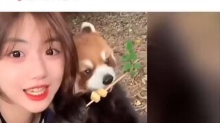 Người chị tốt của Nhật Bản đánh giá cao chú gấu trúc đỏ dễ thương và biến thành một cỗ máy dễ thương