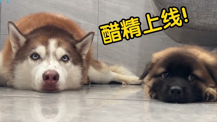 The owner fed the neighbor's puppy, and his own Husky got jealous and scolded him harshly!