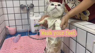 Why Cats Hate Baths