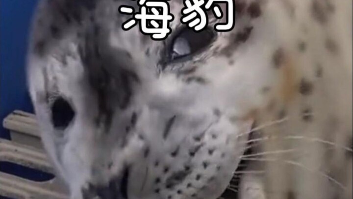 Chú hải cẩu ngốc nghếch dễ thương #HảiCẩu #KhoaHọcĐộngVật #KiếnThứcKhoaHọc #NhữngHànhĐộngKhóHiểuCủaĐ