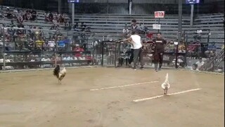 2x winner na mugen grey!! matalino manok talaga, big event 5 cock derby