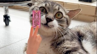 猫猫：我是儿猫，我今天能过六一儿童节吧？