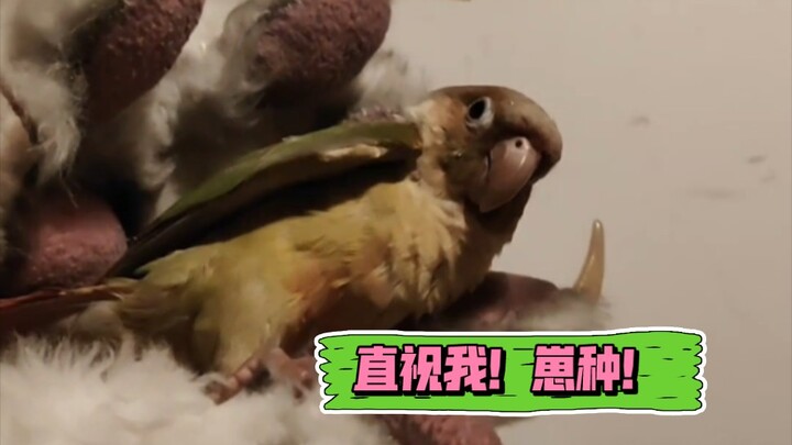 Khả năng một con chó lớn bị chim nhỏ giết chết rất thấp nhưng không phải là không thể.