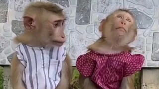 Two cute monkeys