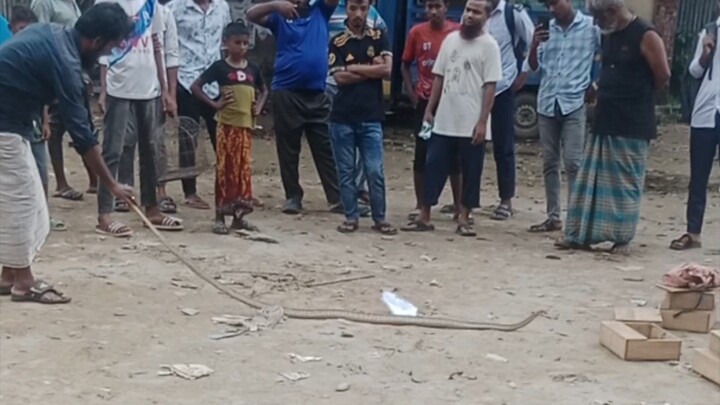 সাপের খেলা /snake play #short
