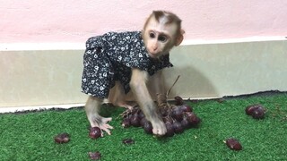 Mino monkey enjoy grape by himself