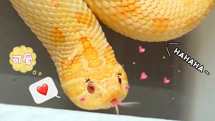 【Rắn mũi lợn】Chú lợn mập “ký sự mang thai” (Phần 1)