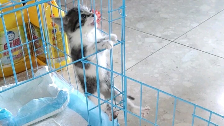 Apakah kucing ini masih perlu dipelihara hingga dewasa?