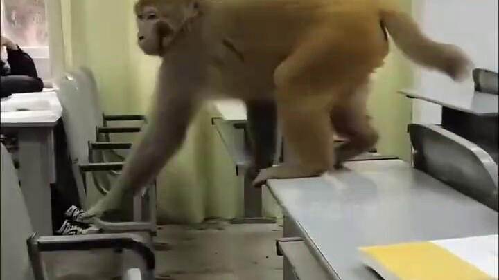 As schools reduced their enrollment requirements, Liu Yuxi withdrew his "Humble House Ode" overnight