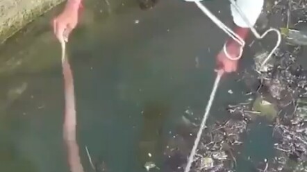 Kakak Ketiga memang hebat dalam menangkap ular kobra