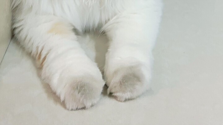 Whose little steamed bun got dirty? I'm not telling (Extended Full-View Version)