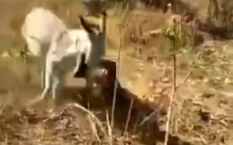 Keledai: Tadi saat kamu memukulku, aku sama sekali tidak bersuara!
