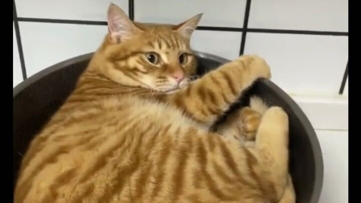 Cats love everywhere except their cat bed.
