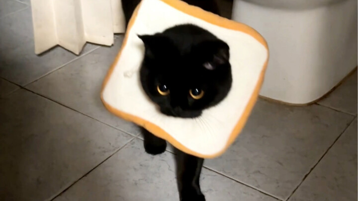 في حال لم تكن قد رأيت قطة صغيرة تتجشأ من قبل