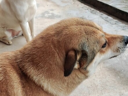 เสียงฝนตกหนักขนาดนี้ พวกมันก็รู้ได้เลยว่าเจ้านายกลับมาแล้ว