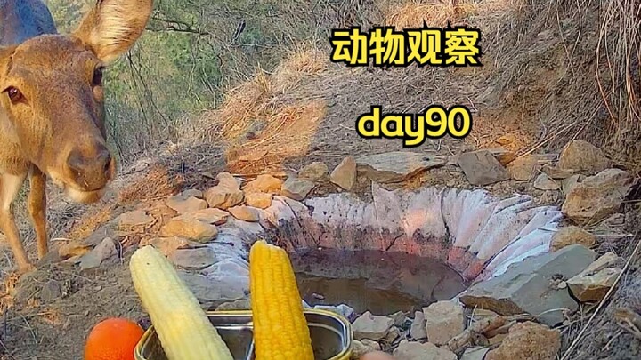 Day 90 | Digging a water source on the mountain to make it easier for animals to drink