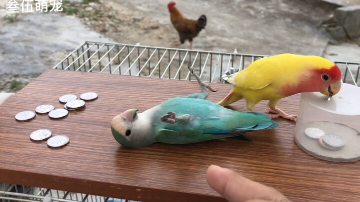 Tuan berpura-pura menembak, burung nuri malah ikut-ikutan pura-pura tertembak dan terjatuh; aktingny